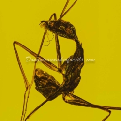 Hymenoptera Formicidae Leptomyrmex 11