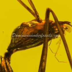 Hymenoptera Formicidae Leptomyrmex 12