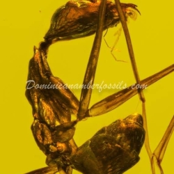 Hymenoptera Formicidae Leptomyrmex 13