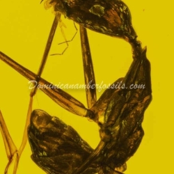 Hymenoptera Formicidae Leptomyrmex 8