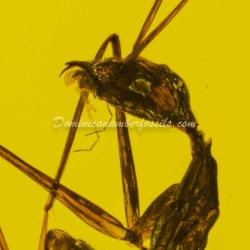 Hymenoptera Formicidae Leptomyrmex 9