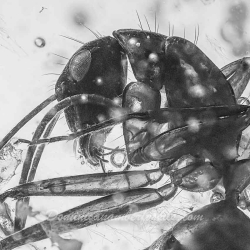 Hymenoptera Formicidae Leptomyrmex 9