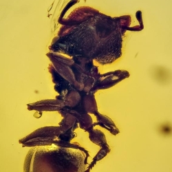 Hymenoptera Formicidae Myrmicinae Zacryptocerus