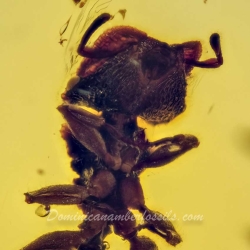 Hymenoptera Formicidae Myrmicinae Zacryptocerus 2