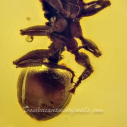 Hymenoptera Formicidae Myrmicinae Zacryptocerus 3