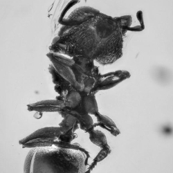 Hymenoptera Formicidae Myrmicinae Zacryptocerus 4