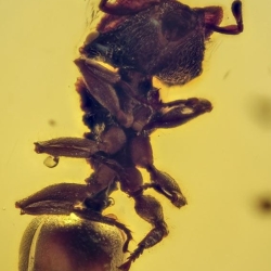 Hymenoptera Formicidae Myrmicinae Zacryptocerus 5