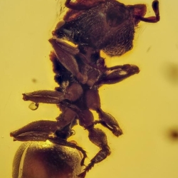 Hymenoptera Formicidae Myrmicinae Zacryptocerus 6