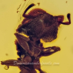 Hymenoptera Formicidae Myrmicinae Zacryptocerus 7