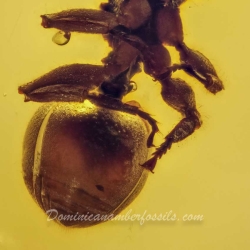 Hymenoptera Formicidae Myrmicinae Zacryptocerus 8