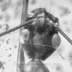 Hymenoptera Formicidae Ponerinae 3