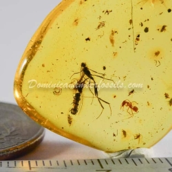 Hymenoptera Ichneumonidae On Dominican Amber 3