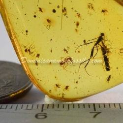 Hymenoptera Ichneumonidae On Dominican Amber 4