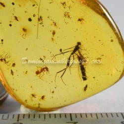 Hymenoptera Ichneumonidae On Dominican Amber 6