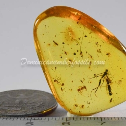 Hymenoptera Ichneumonidae On Dominican Amber 7