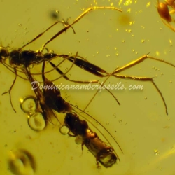 Hymenoptera Ichneumonidae On Dominican Amber 8