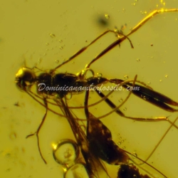 Hymenoptera Ichneumonidae On Dominican Amber 9