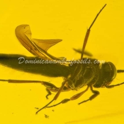 Hymenoptera Parasitic Wasp 7