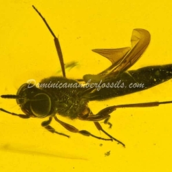 Hymenoptera Parasitic Wasp 8