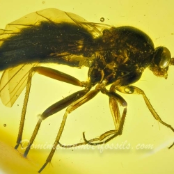 Hymenoptera Pompilidae 2