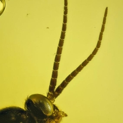 Hymenoptera Pompilidae 4