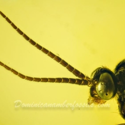 Hymenoptera Pompilidae 5