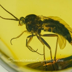 Hymenoptera Pompilidae 8