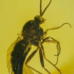 Hymenoptera Pompilidae 9