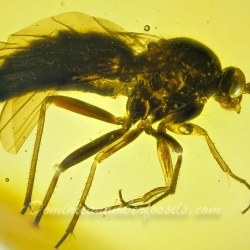 Hymenoptera Pompilidae