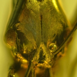 Hymenoptera Ponerinae Anochetus 2