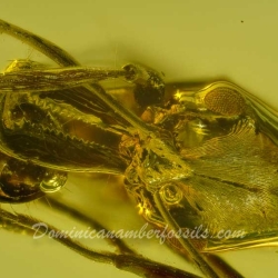 Hymenoptera Ponerinae Anochetus 4