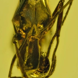 Hymenoptera Ponerinae Anochetus