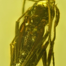 Hymenoptera Ponerinae Anochetus 5