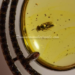 Hymenoptera Fossil Amber On Silver Frame 5