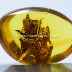 Hyper Sharp Leaves Inclusion Fossil Amber 2