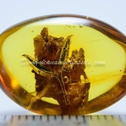 Hyper Sharp Leaves Inclusion Fossil Amber 3