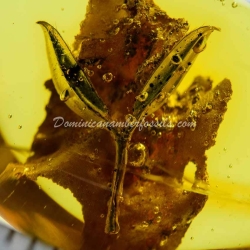 Hyper Sharp Leaves Inclusion Fossil Amber 4