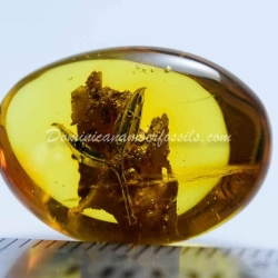 Hyper Sharp Leaves Inclusion Fossil Amber 5