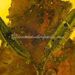 Hyper Sharp Leaves Inclusion Fossil Amber 8