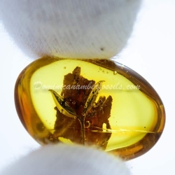 Hyper Sharp Leaves Inclusion Fossil Amber