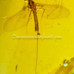 Incredible Ephemeroptera Inclusion On Dominican Amber 2