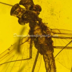 Incredible Ephemeroptera Inclusion On Dominican Amber 3