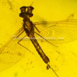 Incredible Ephemeroptera Inclusion On Dominican Amber 4