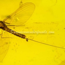 Incredible Ephemeroptera Inclusion On Dominican Amber 6