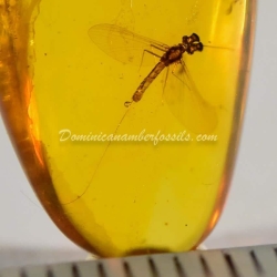 Incredible Ephemeroptera Inclusion On Dominican Amber 7