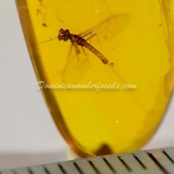 Incredible Ephemeroptera Inclusion On Dominican Amber 8