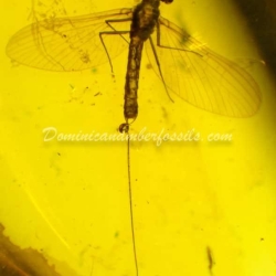 Incredible Ephemeroptera Inclusion On Dominican Amber