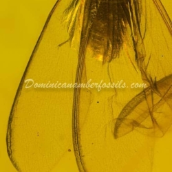 Isoptera Fossil Inclusion Dominican Amber 12