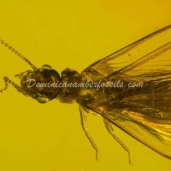 Isoptera Fossil Inclusion Dominican Amber 13