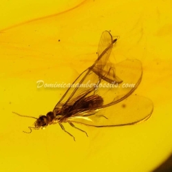 Isoptera Fossil Inclusion Dominican Amber 4